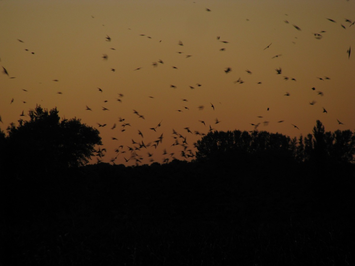 Elai purpura - ML644884320