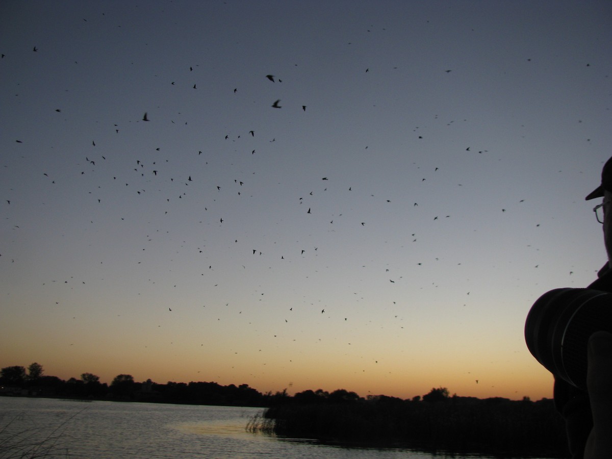 Elai purpura - ML644884321