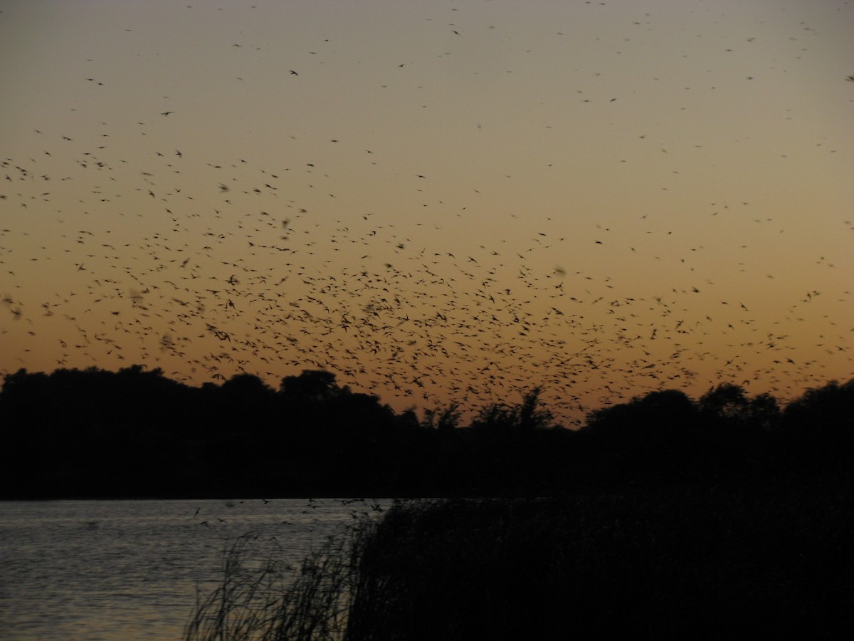 Elai purpura - ML644884322