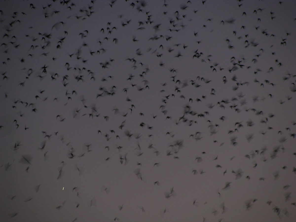 Elai purpura - ML644884323