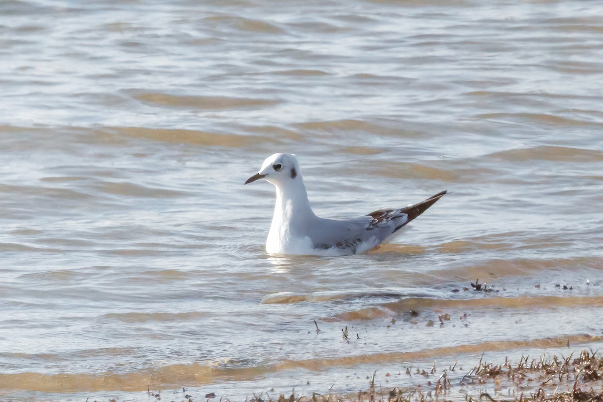 Bonaparte's Gull - ML644884330
