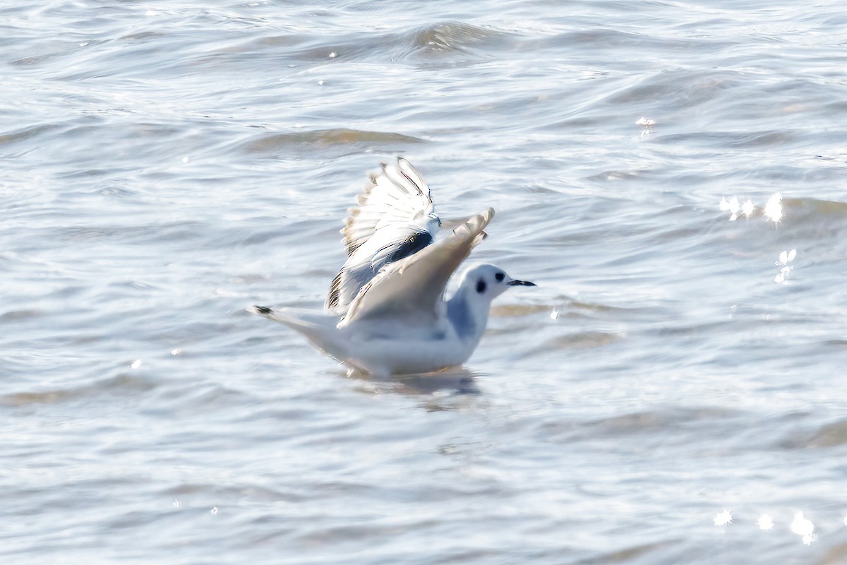 Bonaparte's Gull - ML644884331