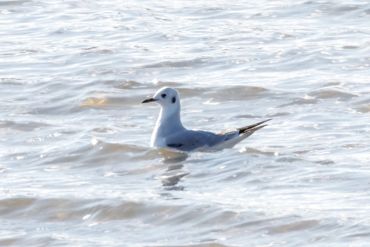 Bonaparte's Gull - ML644884333