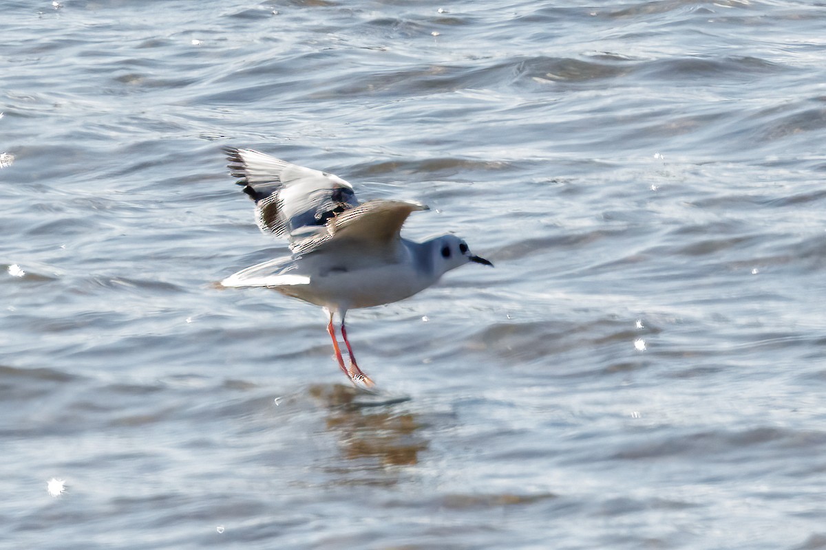 Bonaparte's Gull - ML644884334
