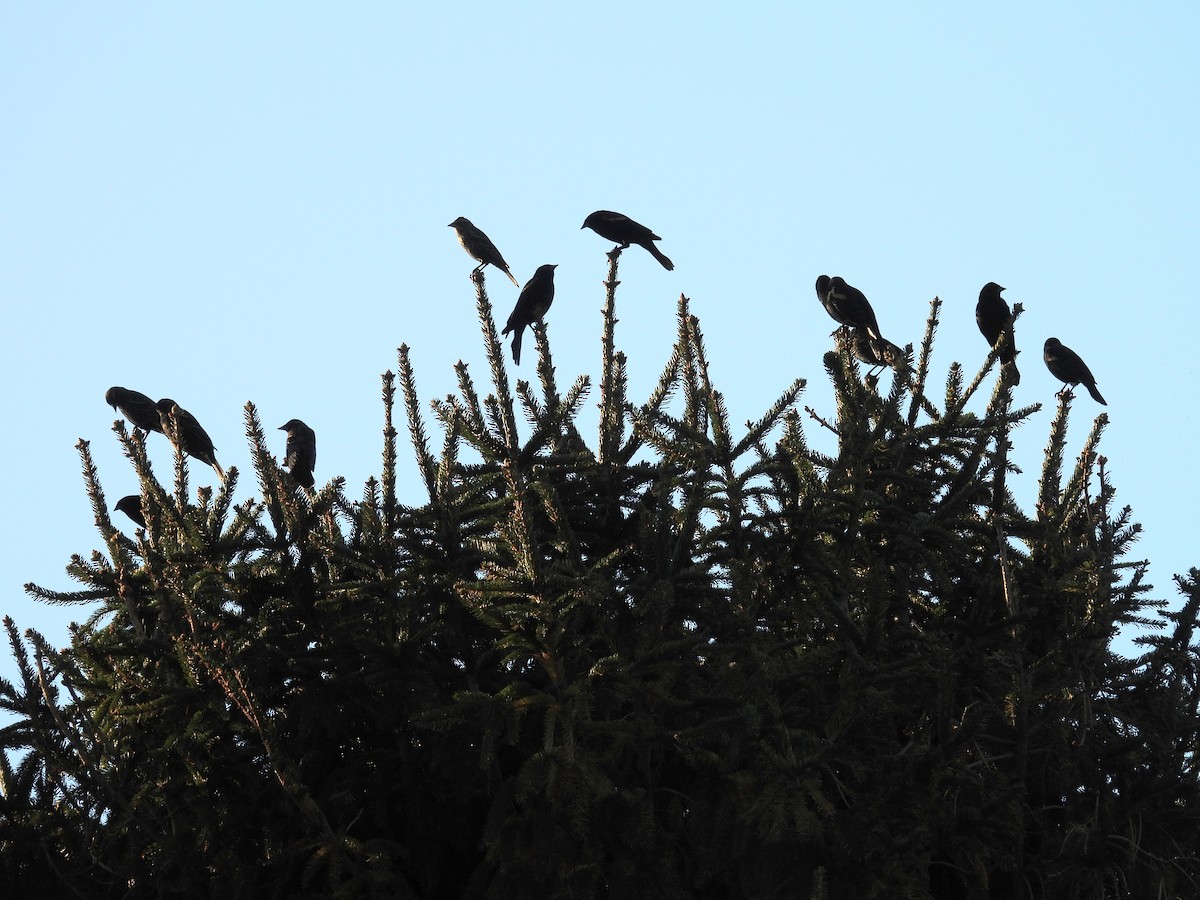 Красноплечий трупиал - ML644884338