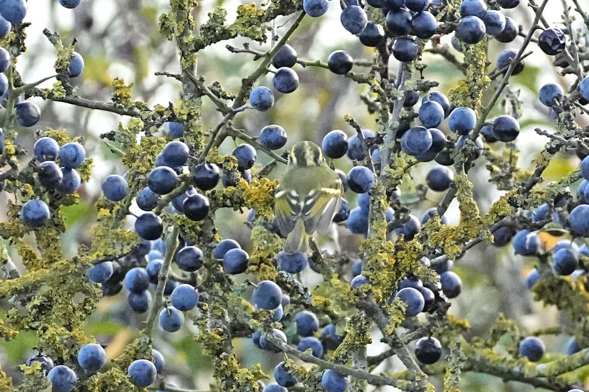 Pallas's Leaf Warbler - ML644884339