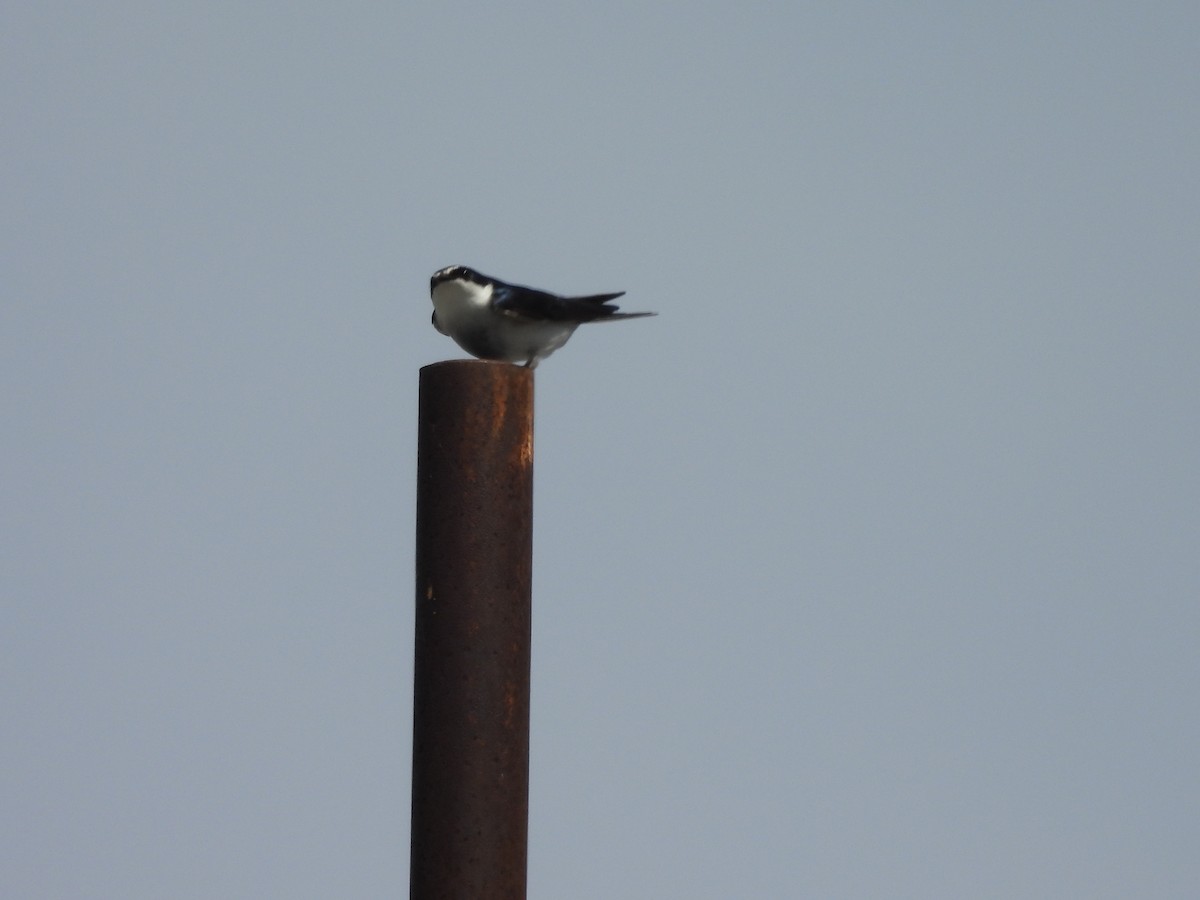 Hirondelle à diadème - ML644884343