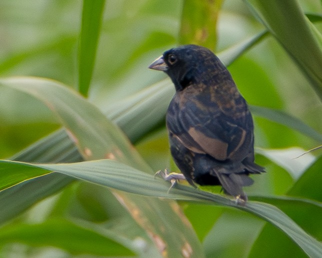 Variable Seedeater - ML644884351