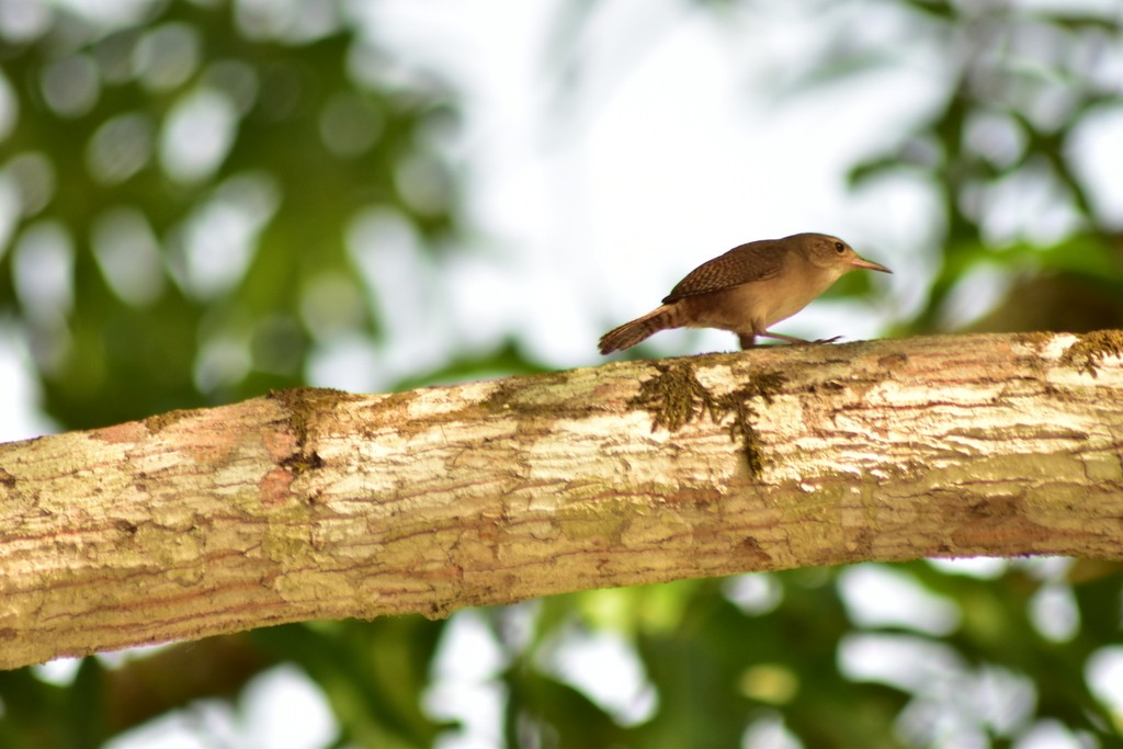 Southern House Wren - ML644884353
