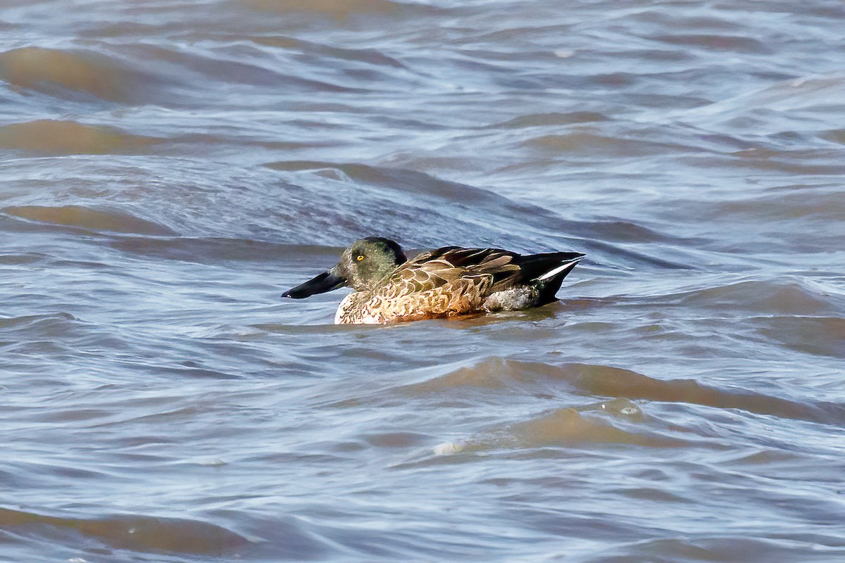 Northern Shoveler - ML644884356