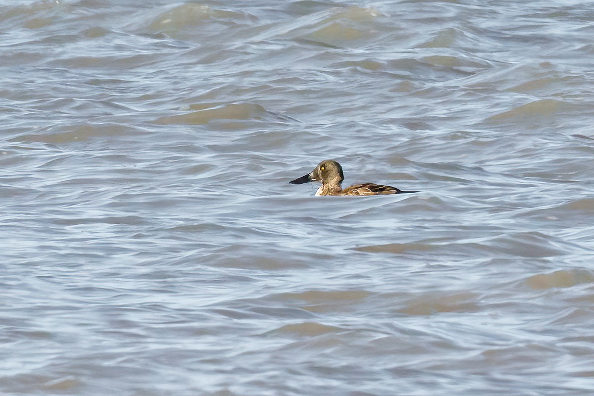 Northern Shoveler - ML644884357
