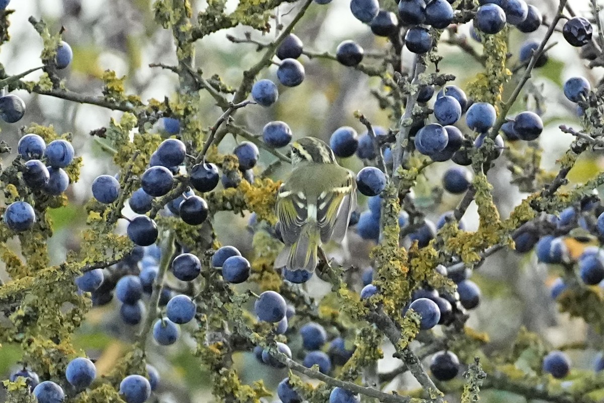 Pallas's Leaf Warbler - ML644884358