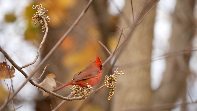 Красный кардинал - ML644884365