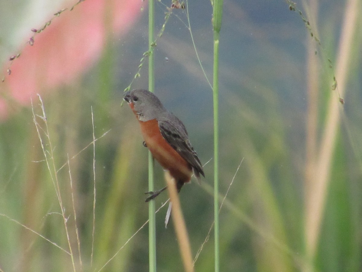Ruddy-breasted Seedeater - ML644884368