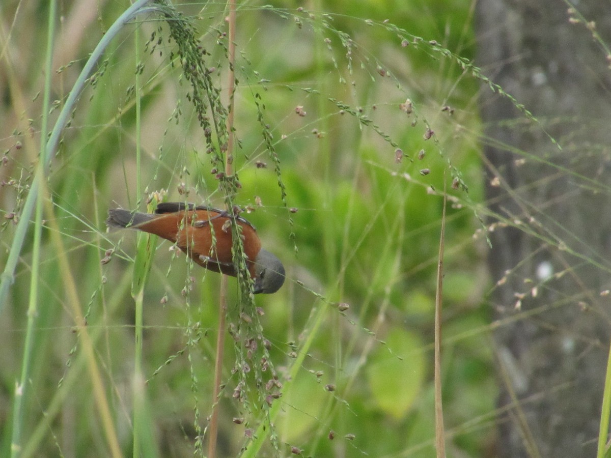 Ruddy-breasted Seedeater - ML644884369