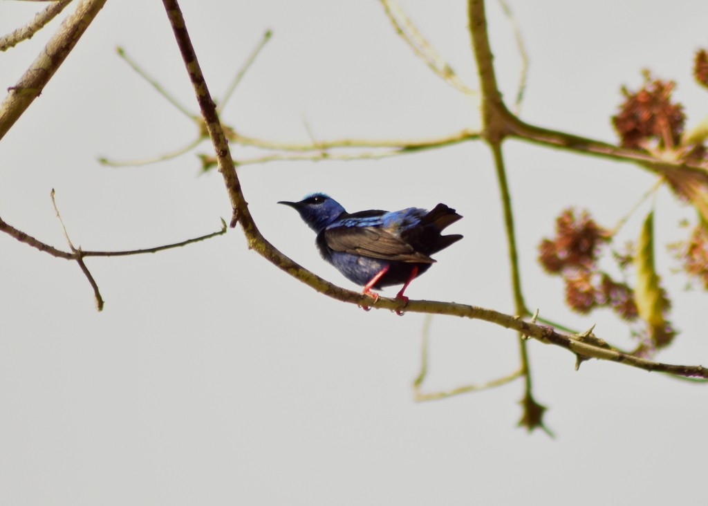 Red-legged Honeycreeper - ML644884379