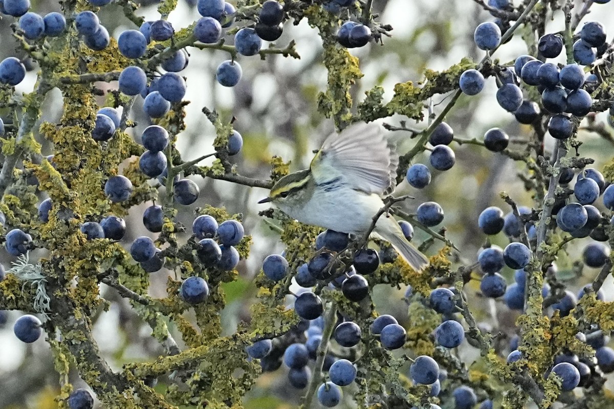 Pallas's Leaf Warbler - ML644884390