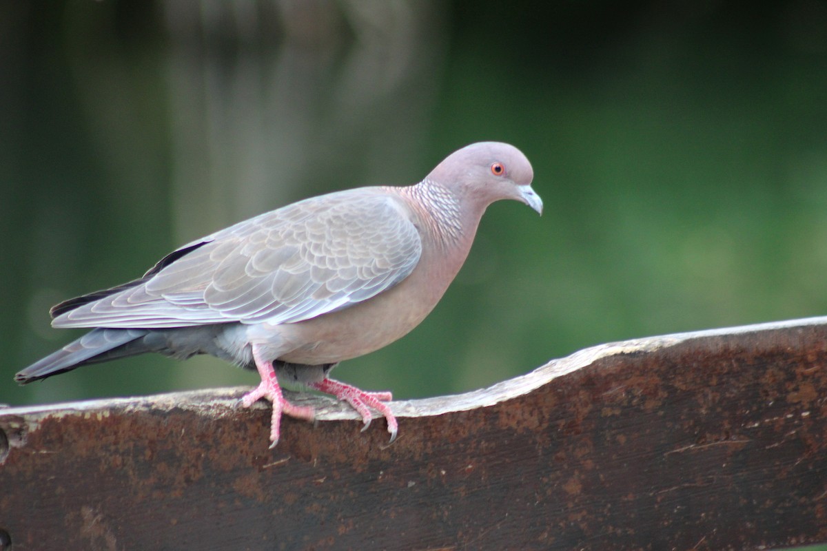 アカメバト - ML644884392