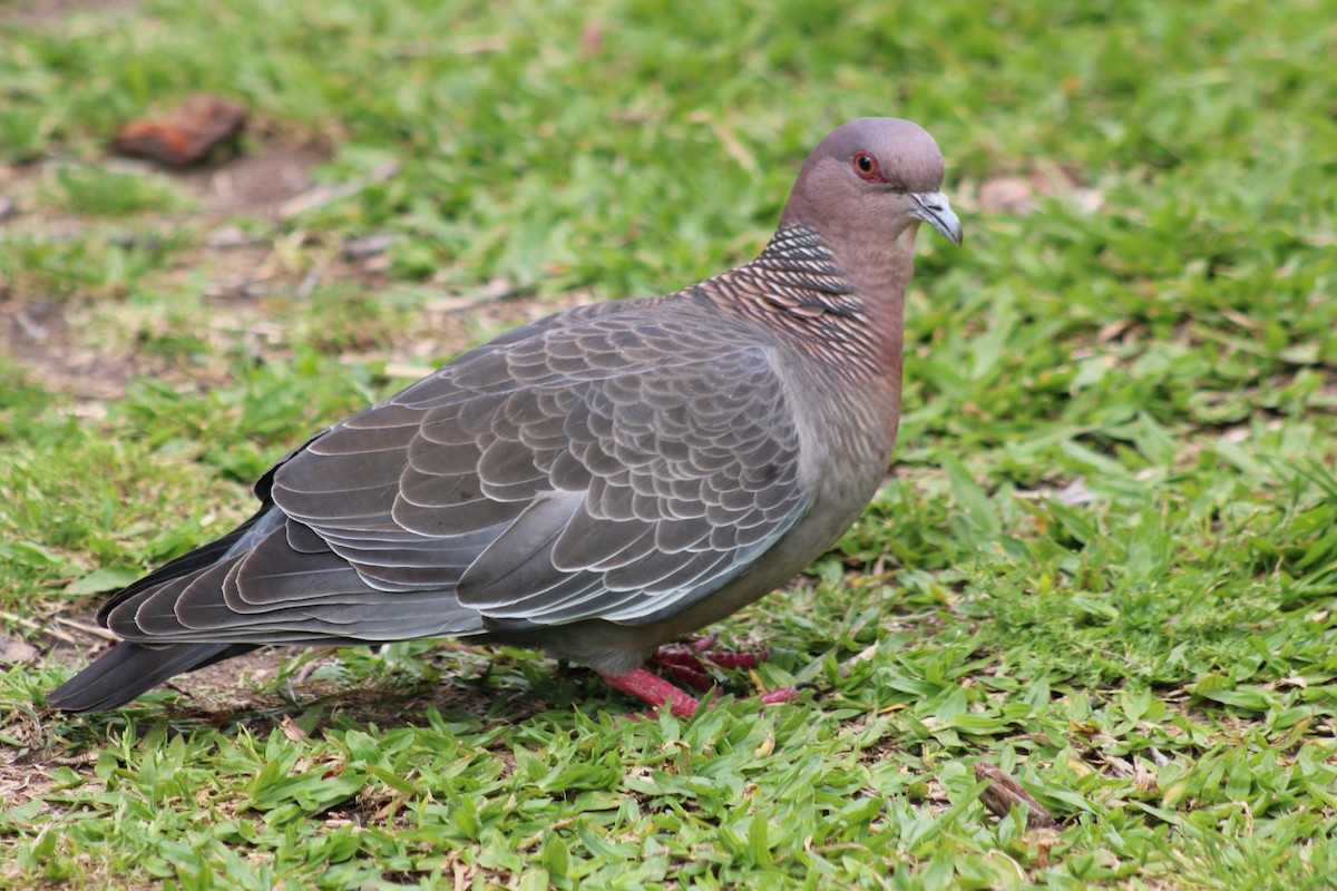 アカメバト - ML644884393