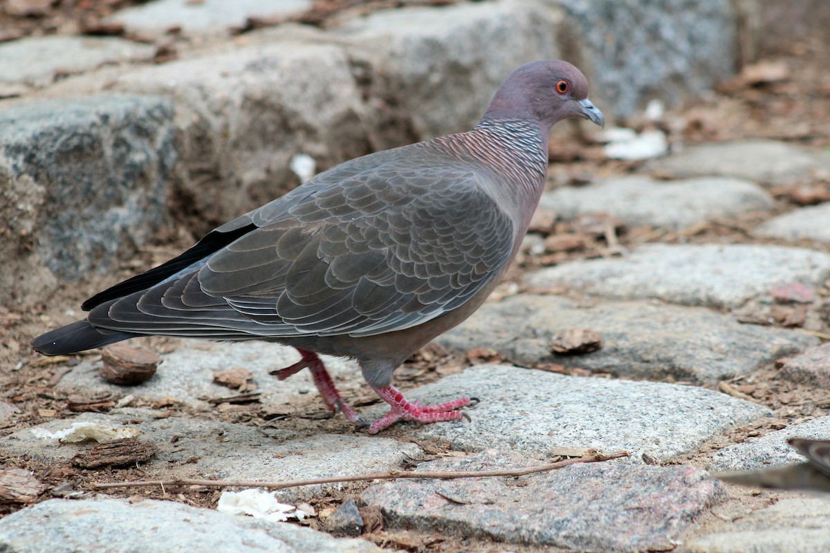 アカメバト - ML644884394