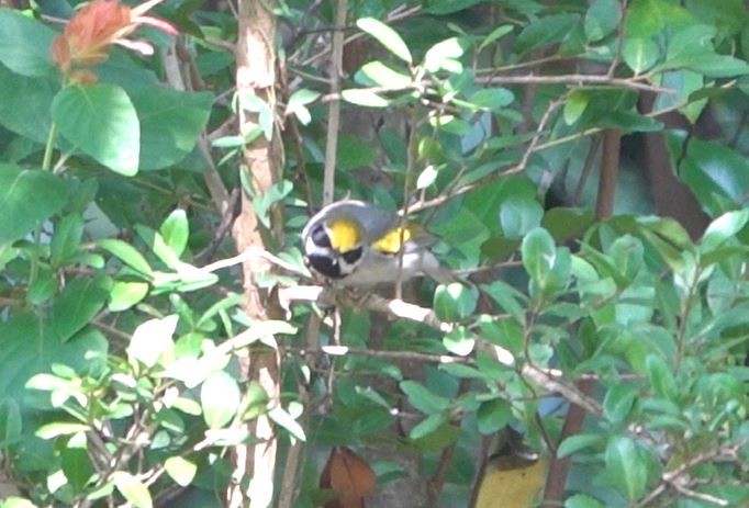 キンバネアメリカムシクイ - ML644884398