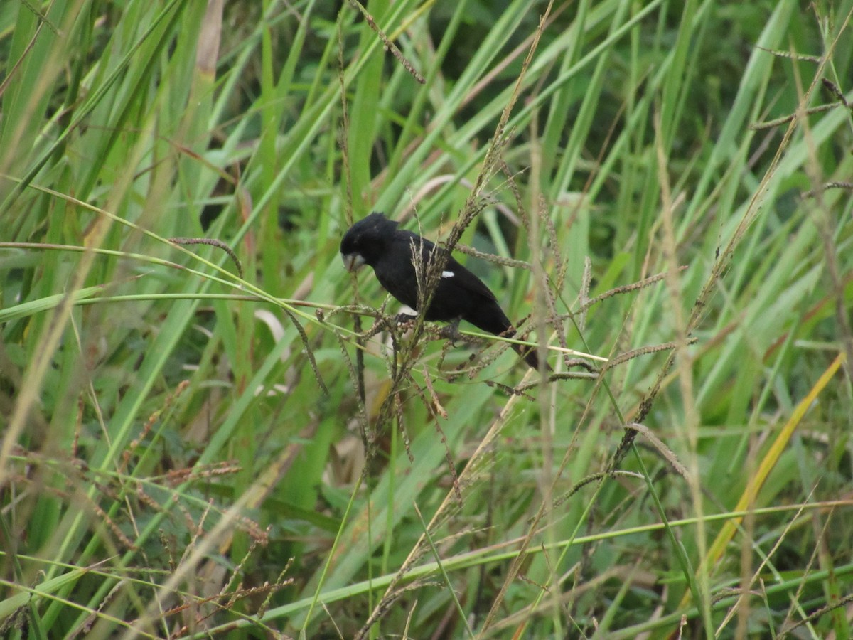 Large-billed Seed-Finch - ML644884408