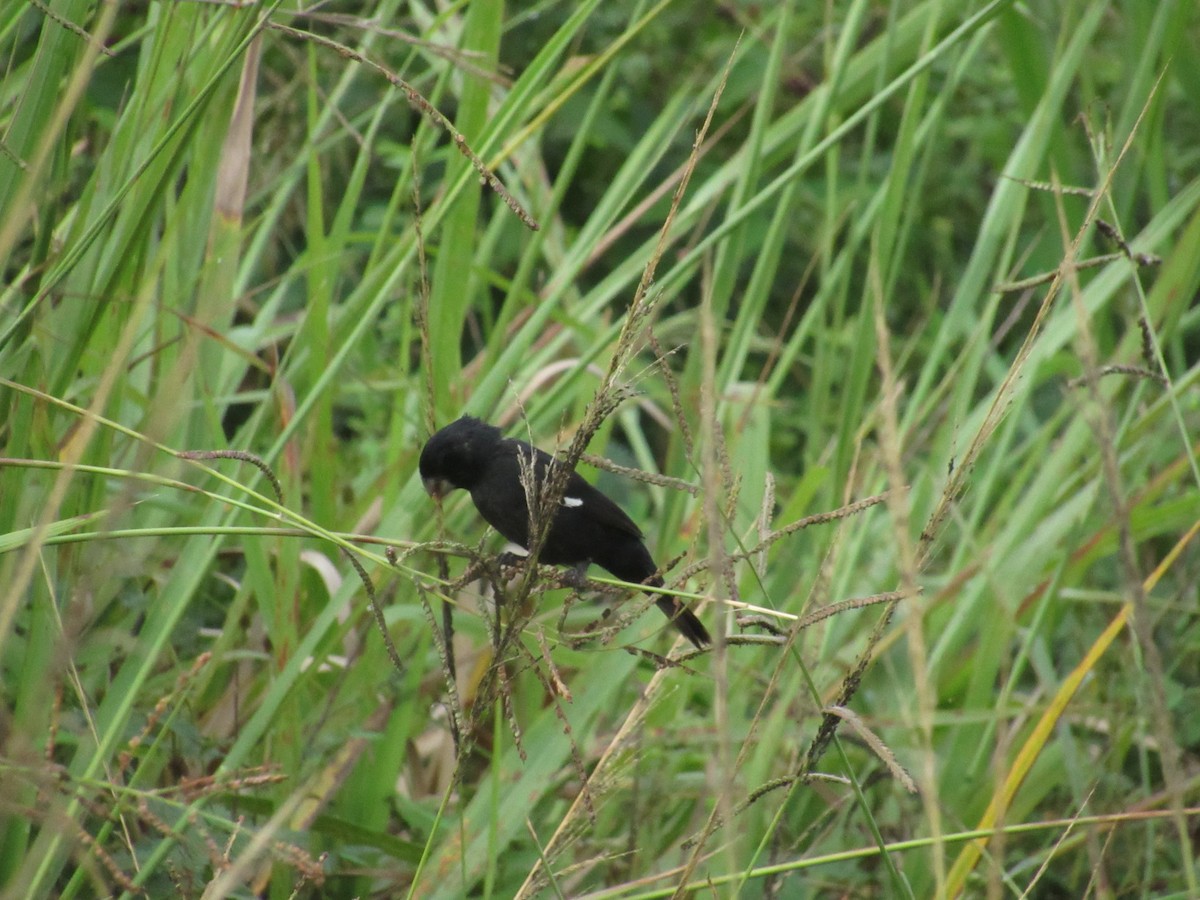 Large-billed Seed-Finch - ML644884412