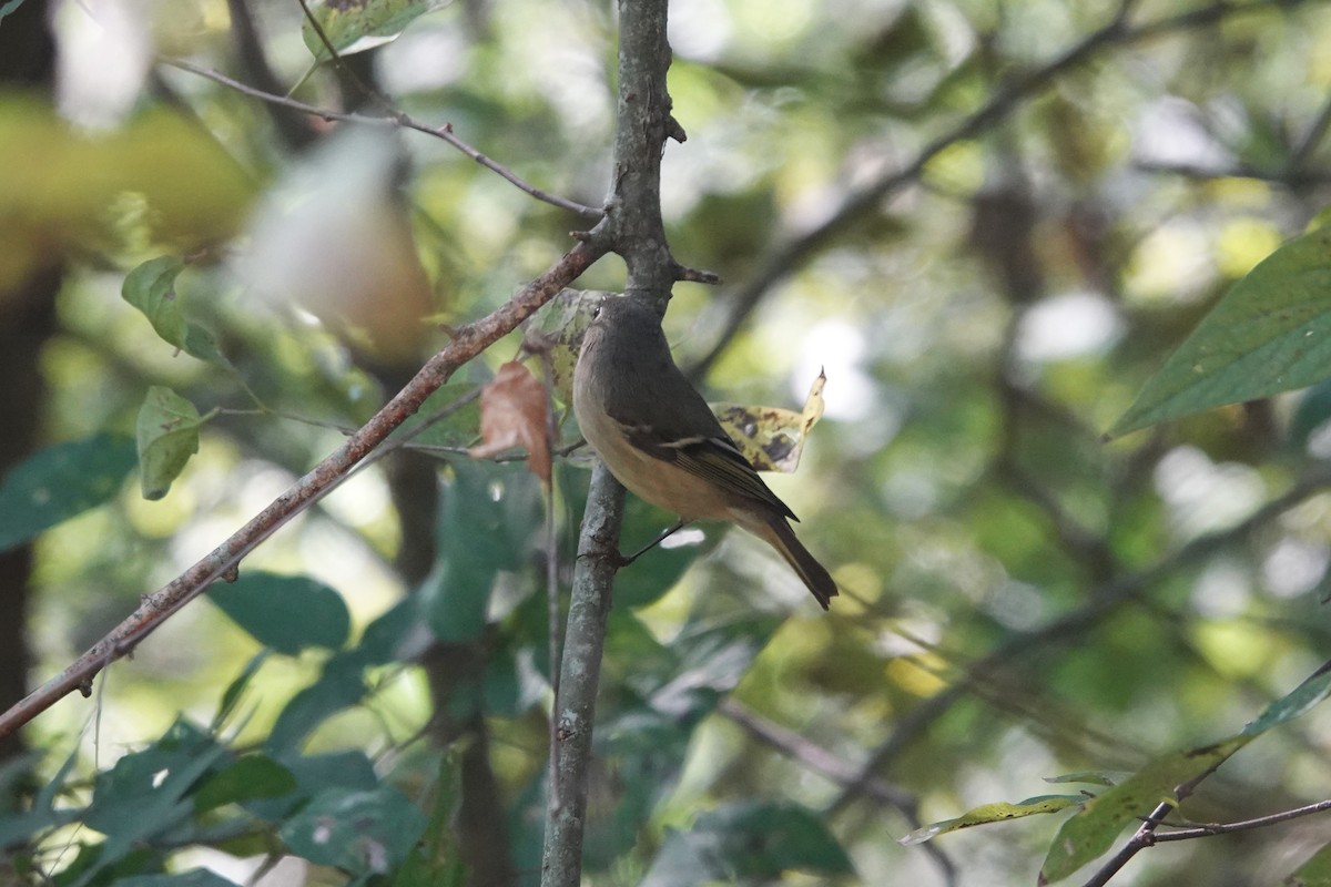 Ruby-crowned Kinglet - ML644884413