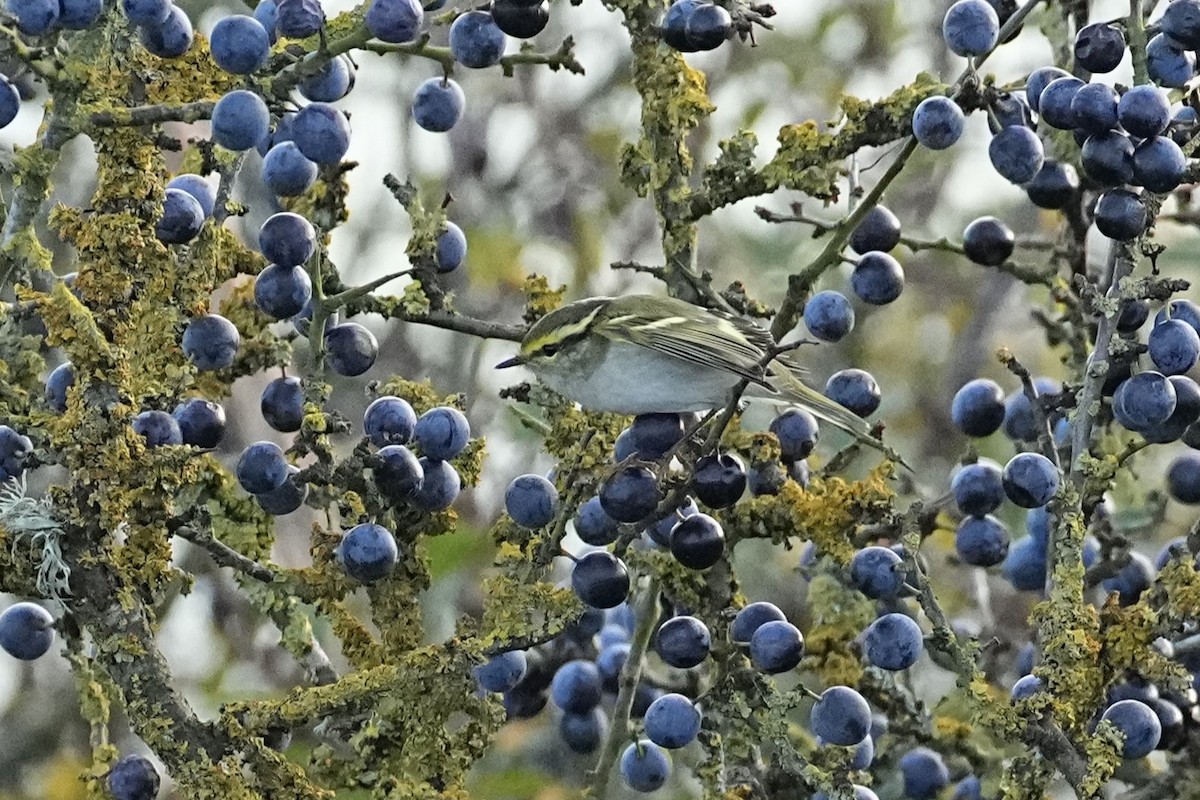 Pallas's Leaf Warbler - ML644884418