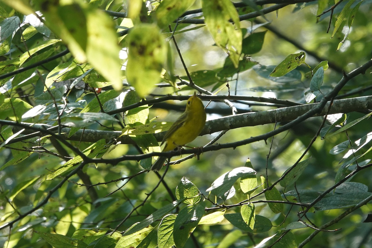 Wilson's Warbler - ML644884429