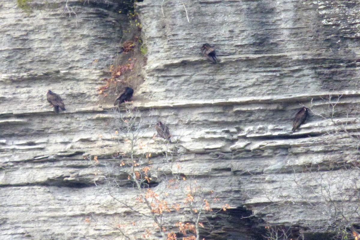 Turkey Vulture - ML644884434