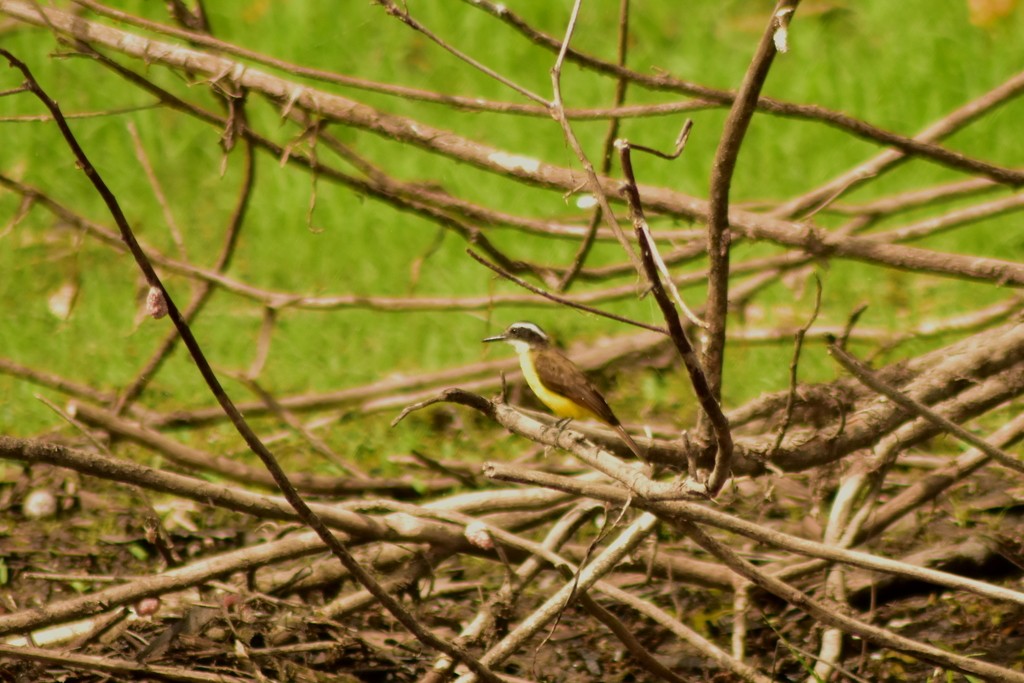 Lesser Kiskadee - ML644884439