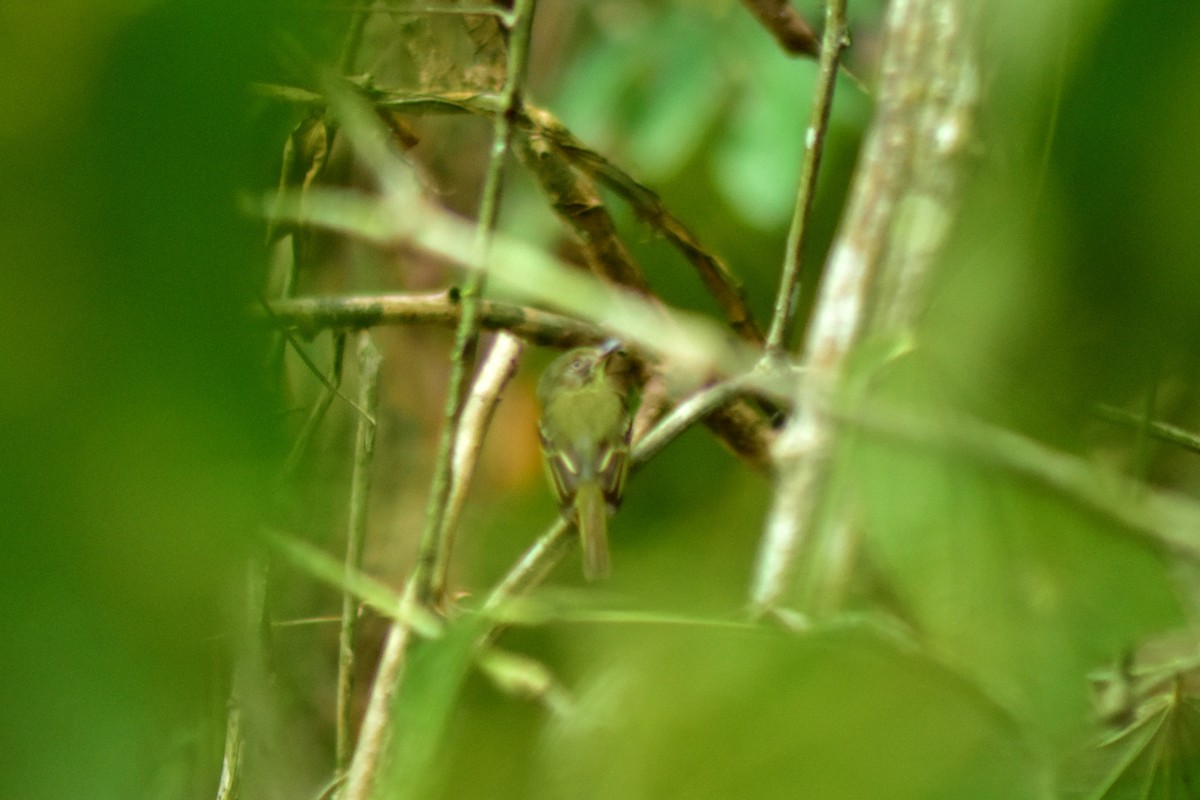 Southern Bentbill - ML644884446