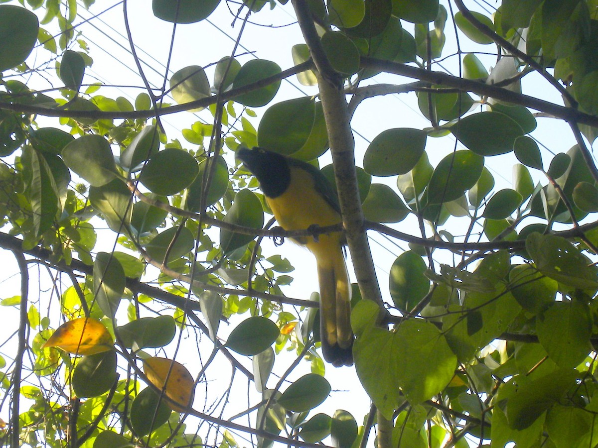 Inkablaurabe - ML644884449