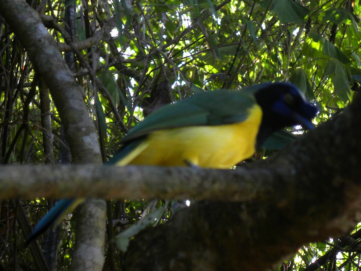 Inkablaurabe - ML644884454