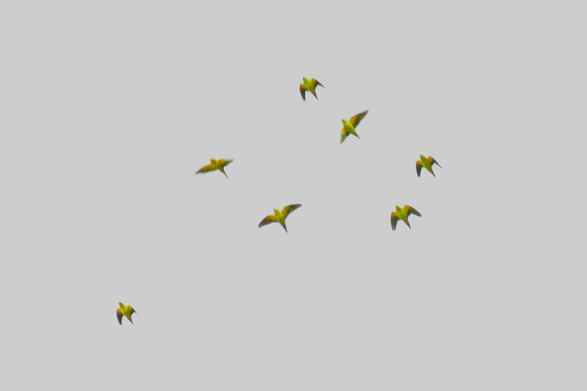 Orange-chinned Parakeet - ML644884457