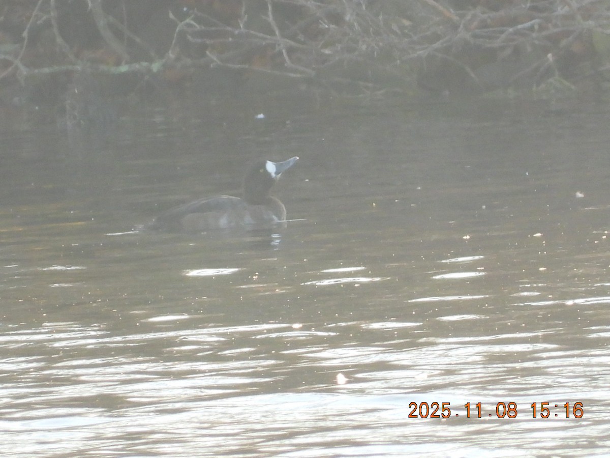 Bergente - ML644884460