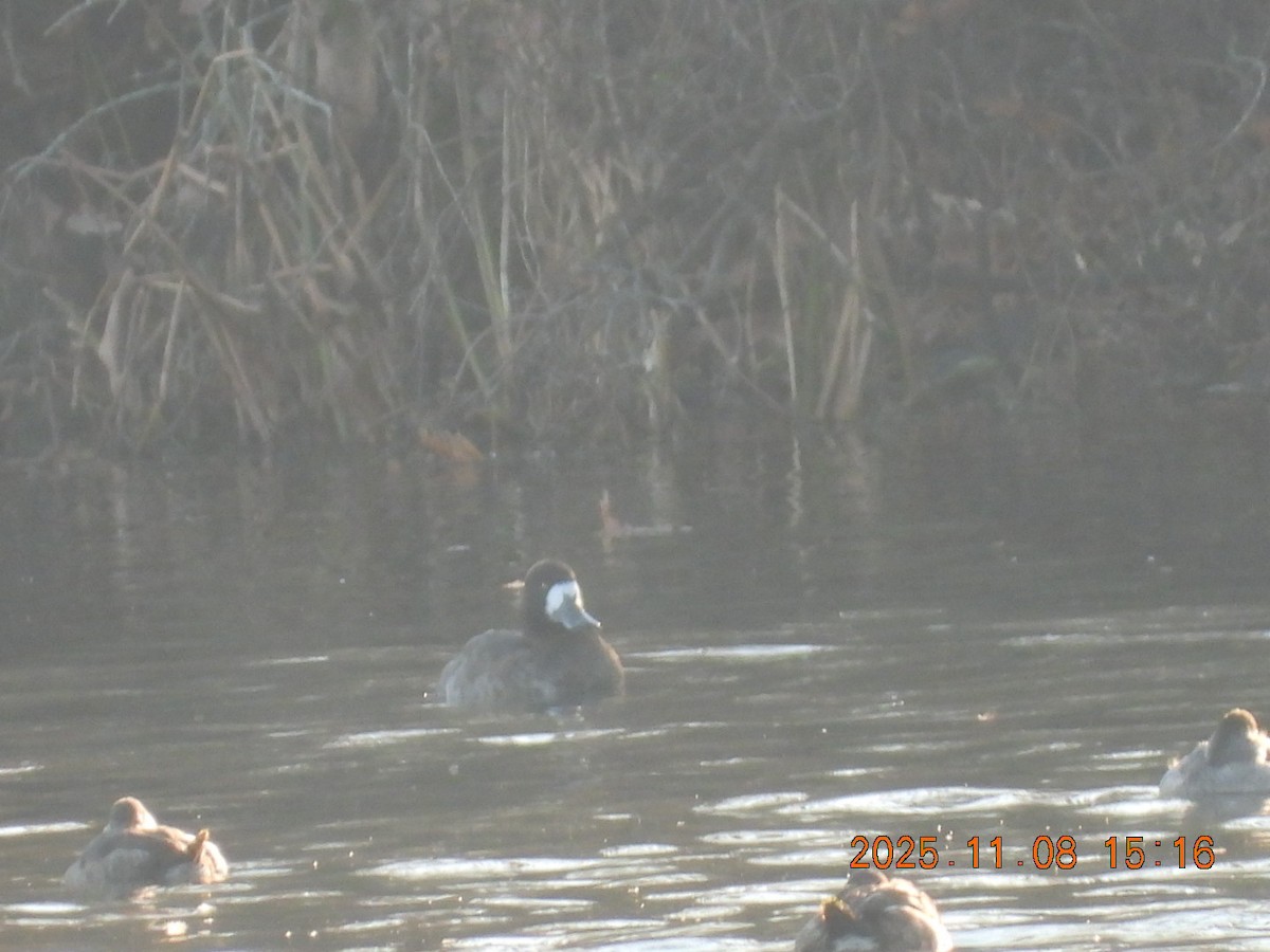 Bergente - ML644884461