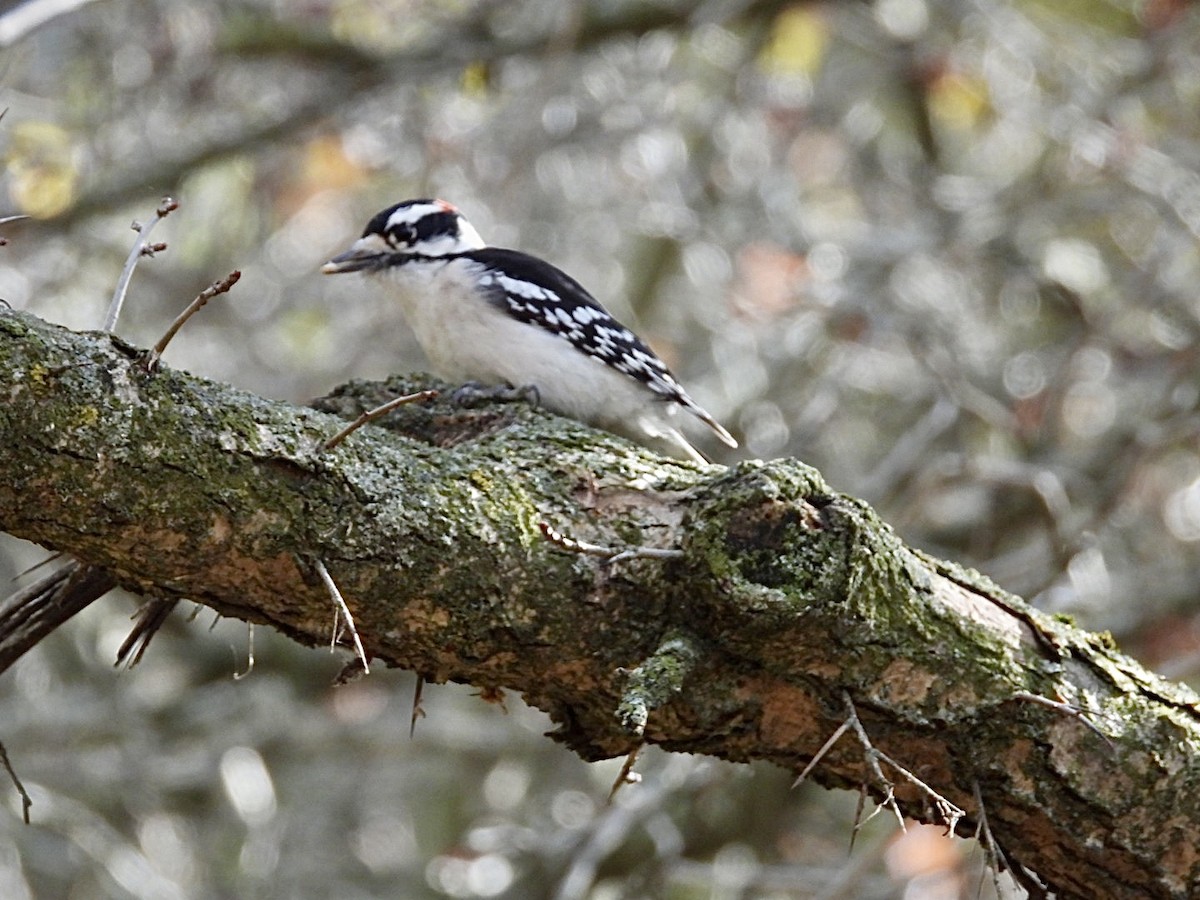 Dunenspecht - ML644884464