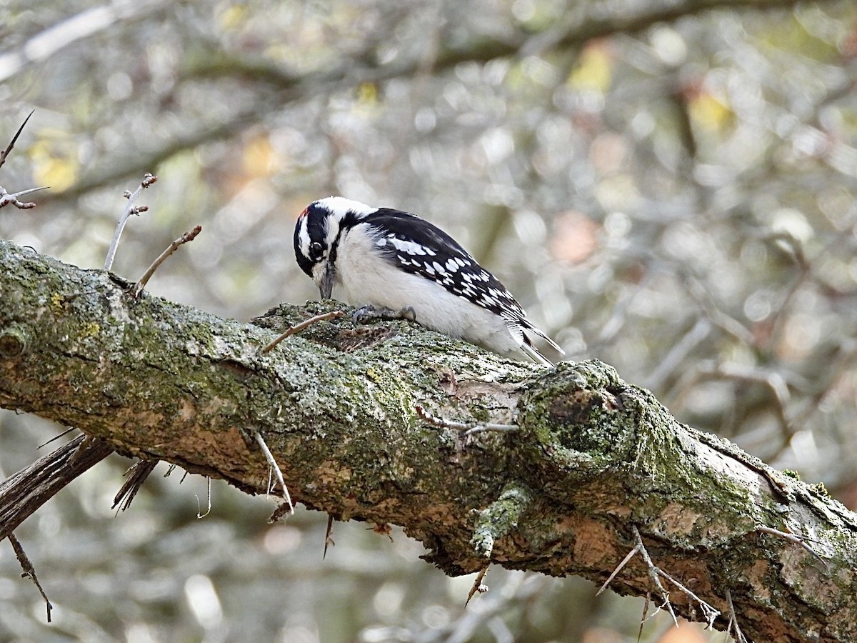 Dunenspecht - ML644884465