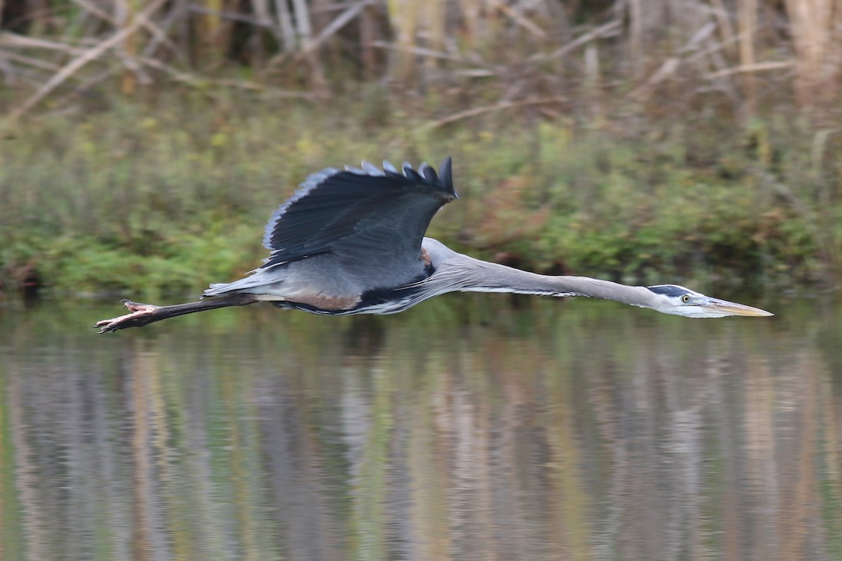 Great Blue Heron - ML644884467
