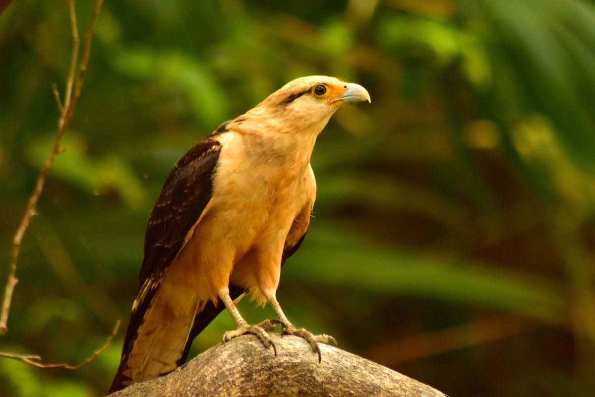 Yellow-headed Caracara - ML644884469