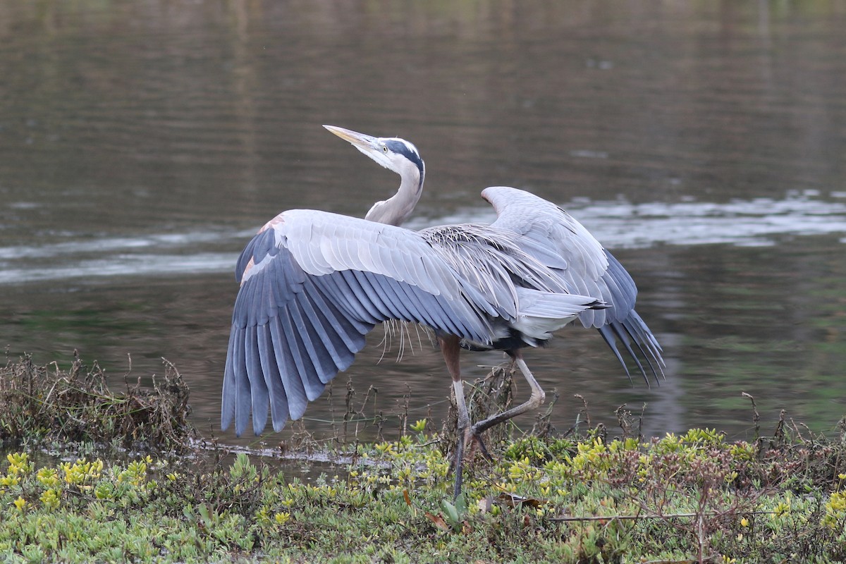 Great Blue Heron - ML644884470