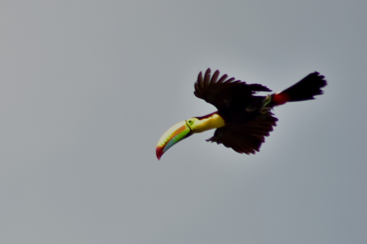 Fischertukan - ML644884476