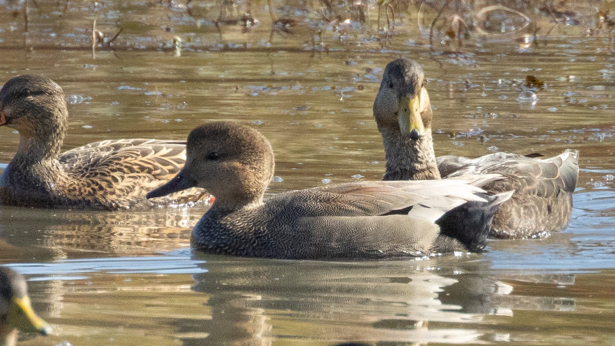 Gadwall - ML644884490