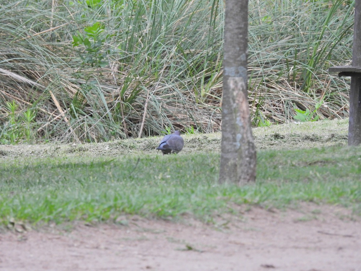 アカメバト - ML644884497