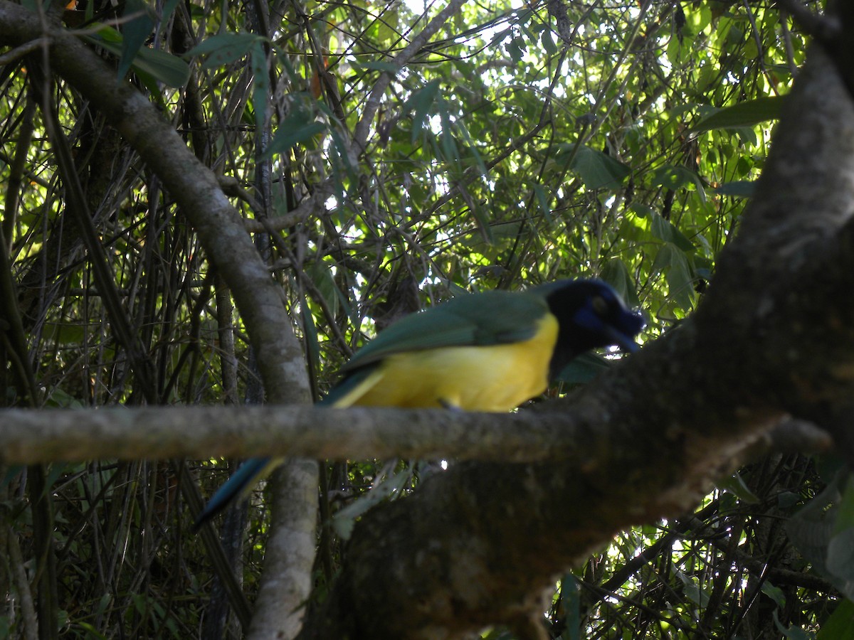 Inkablaurabe - ML644884519