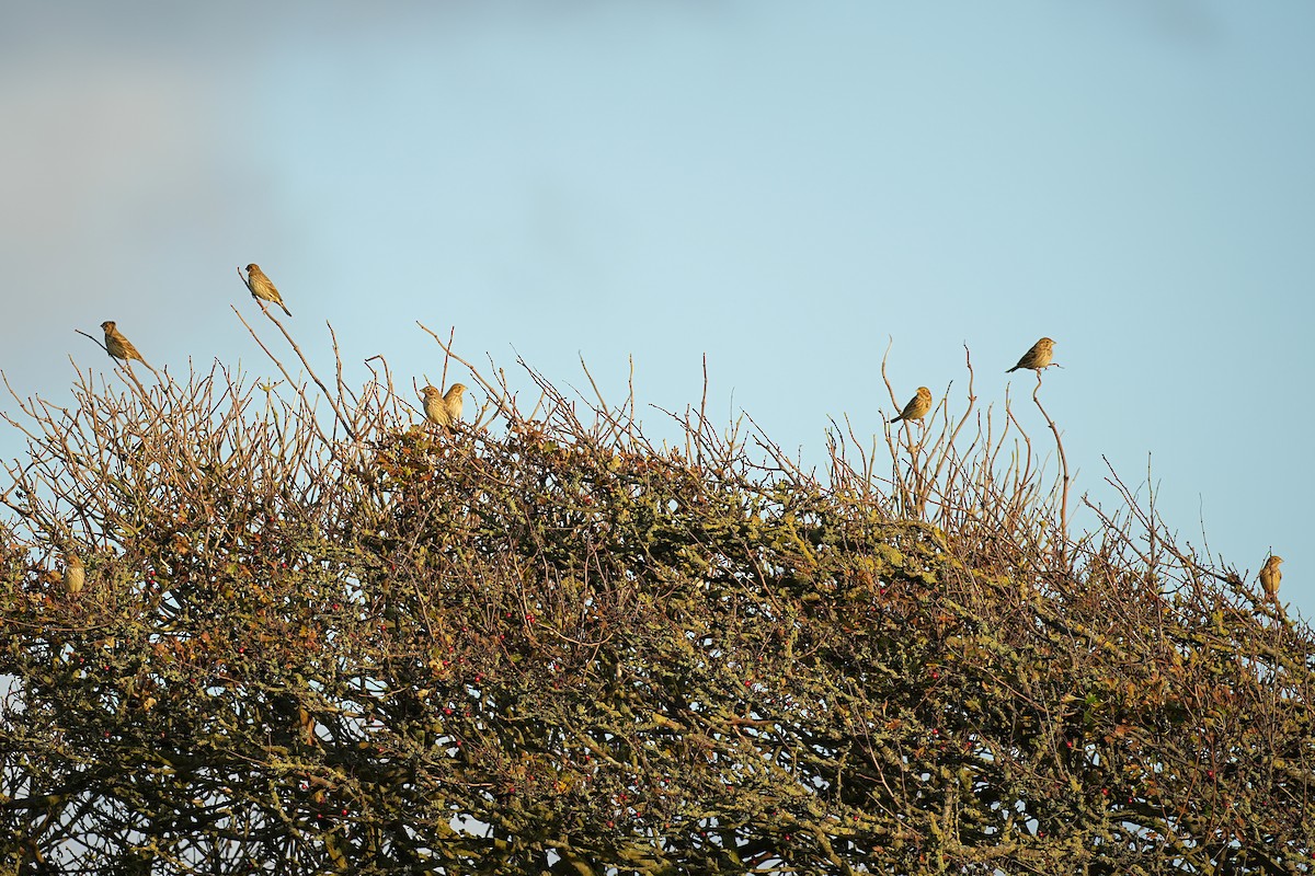 Corn Bunting - ML644884531
