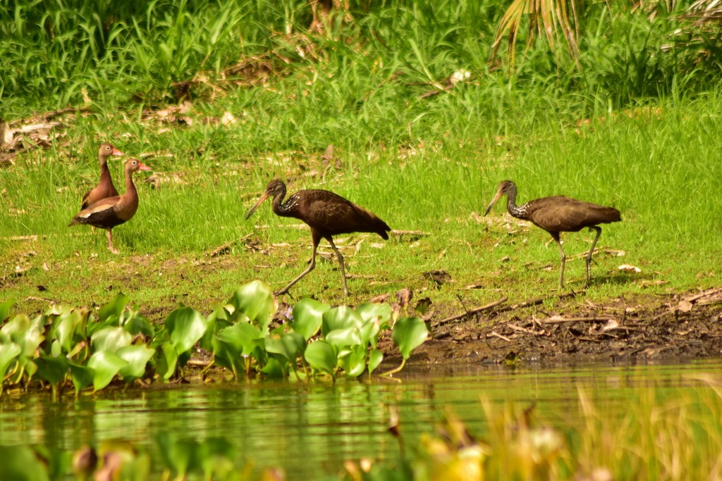Black-bellied Whistling-Duck - ML644884539