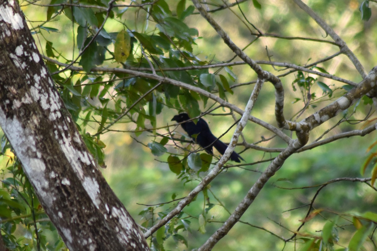 Greater Ani - ML644884549